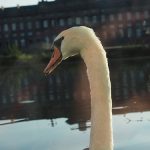 Swans at saverne