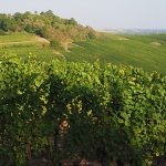 Alsace vineyards
